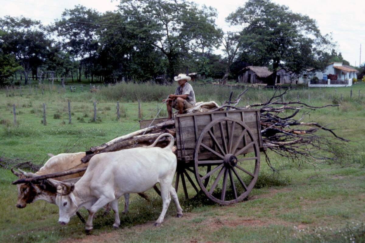 Paraguayan farmer sits atop a pile of cut wood in a cart drawn by two oxen