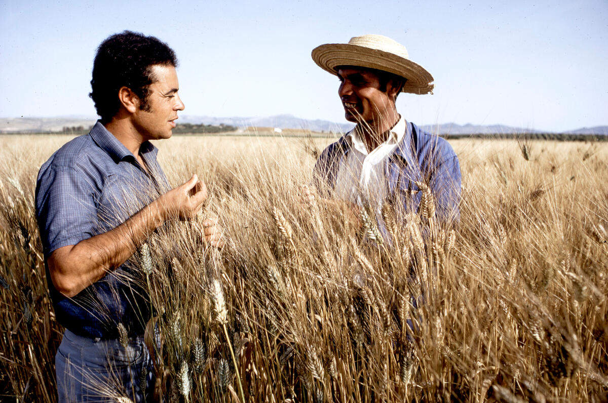 An extension agent and a farmer talk standing in a wheat field in Tunisia