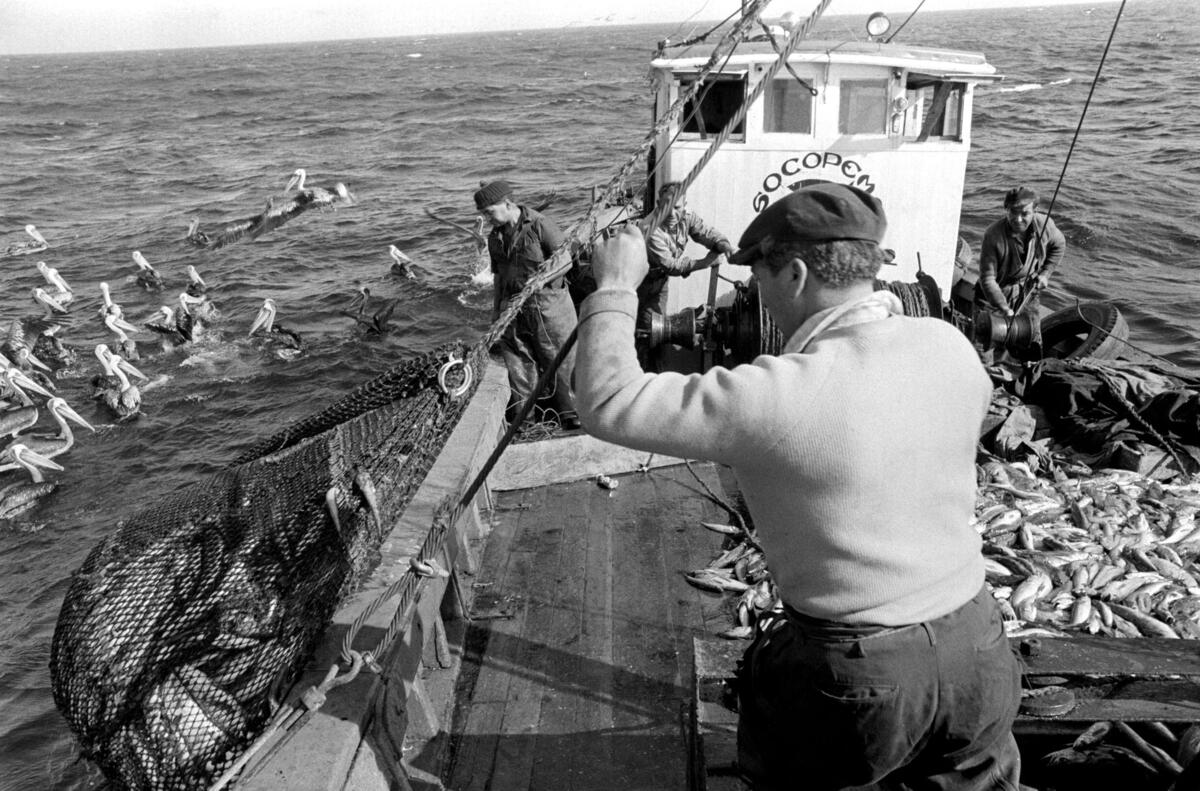 Three men operate a fishing boat as pelicans try to pick fish from their net