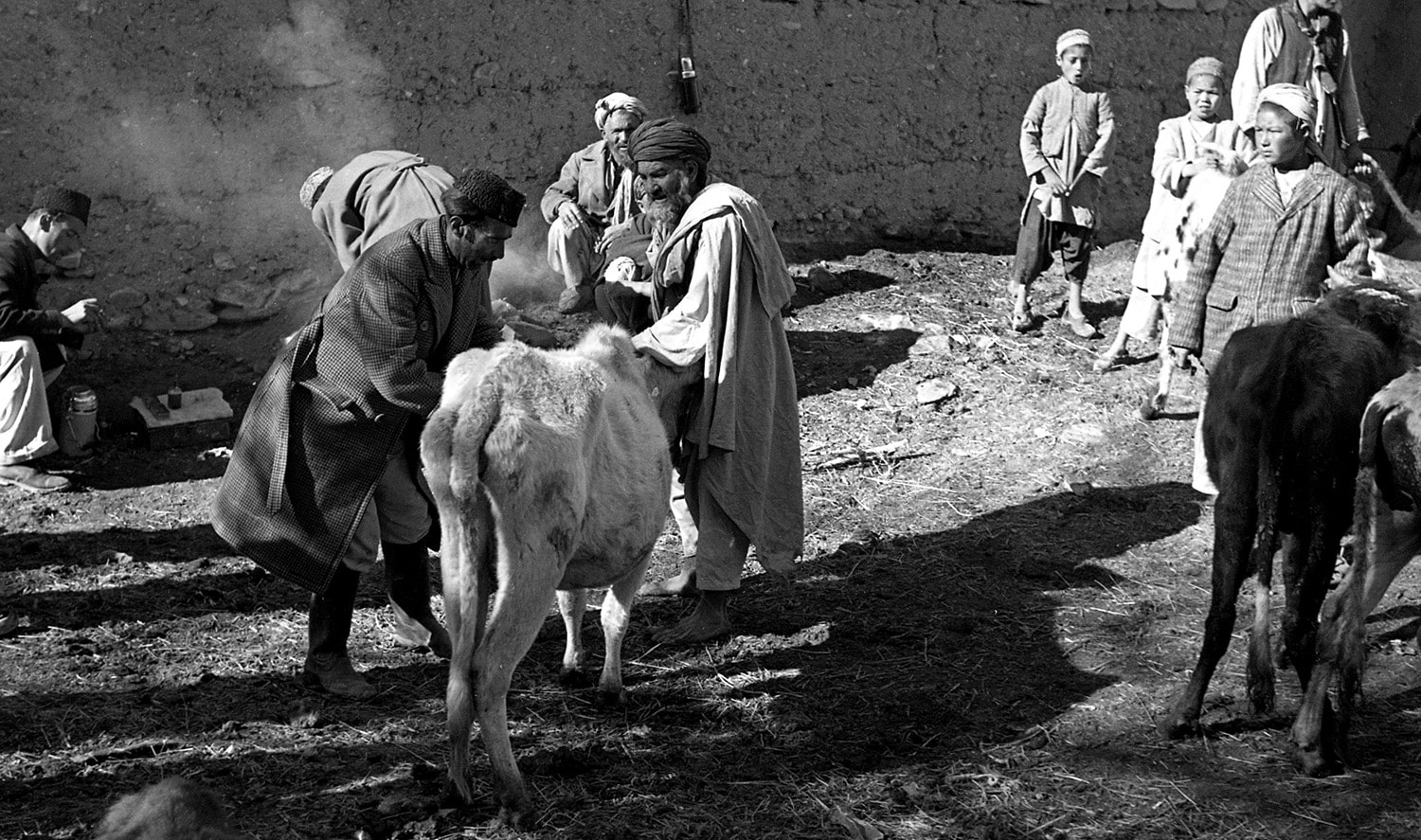 An FAO-trained local veterinary technician vaccinates cattle as Afghan villagers watch