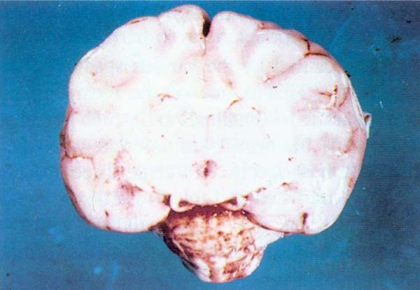 fig 103