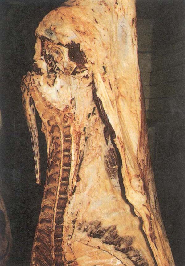 fig 11