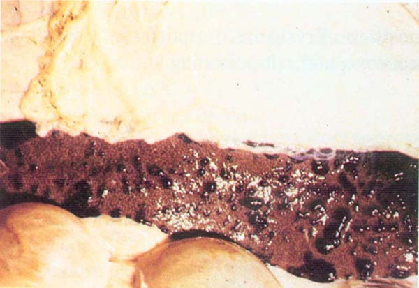 fig 120