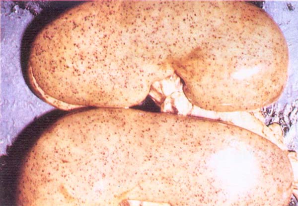 fig 121
