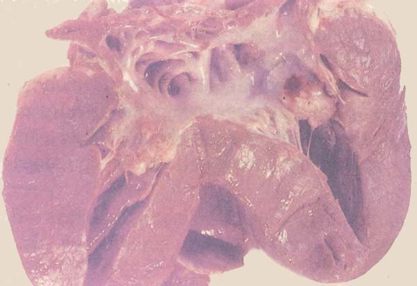 fig 131