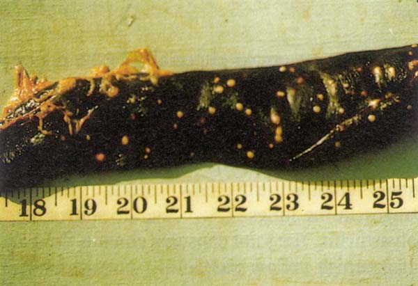 fig 136