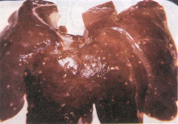 fig 141