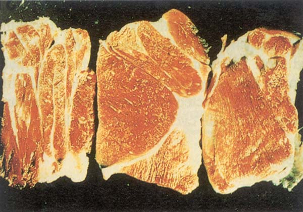 fig 146