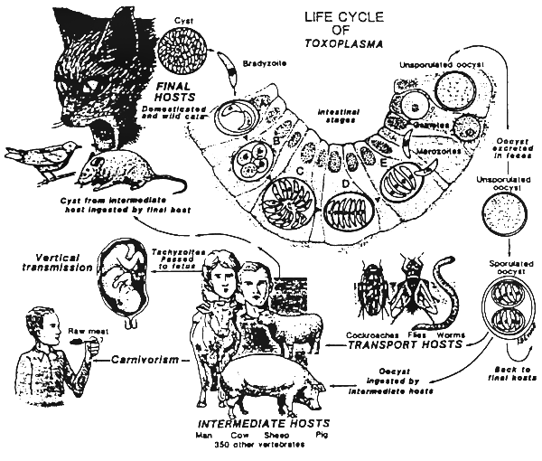 fig 147