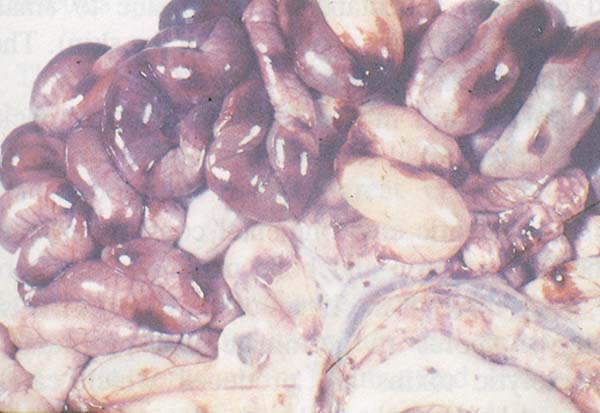 fig 163