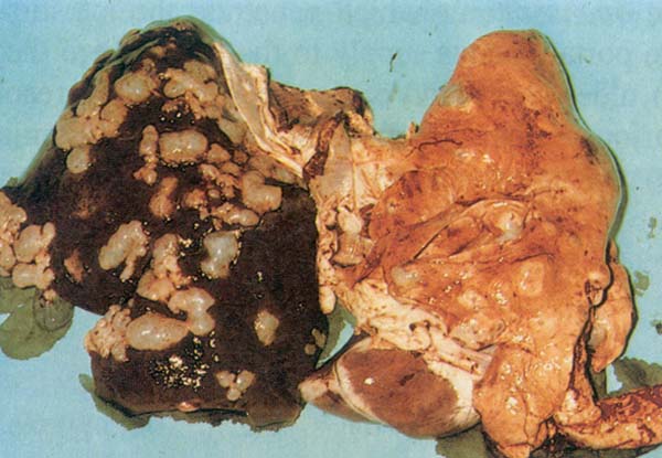 fig 168