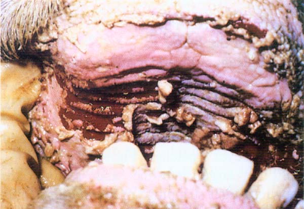 fig 47