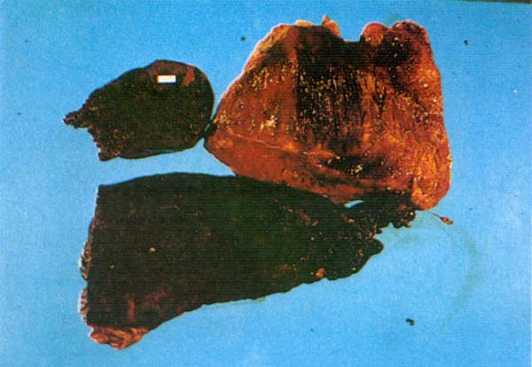 fig 66