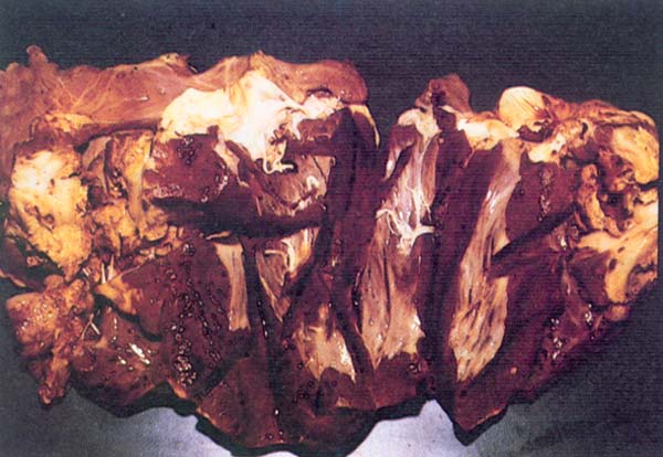 fig 84