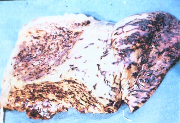 fig 88