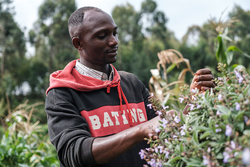 Photo for the report Youth in Agrifood systems
