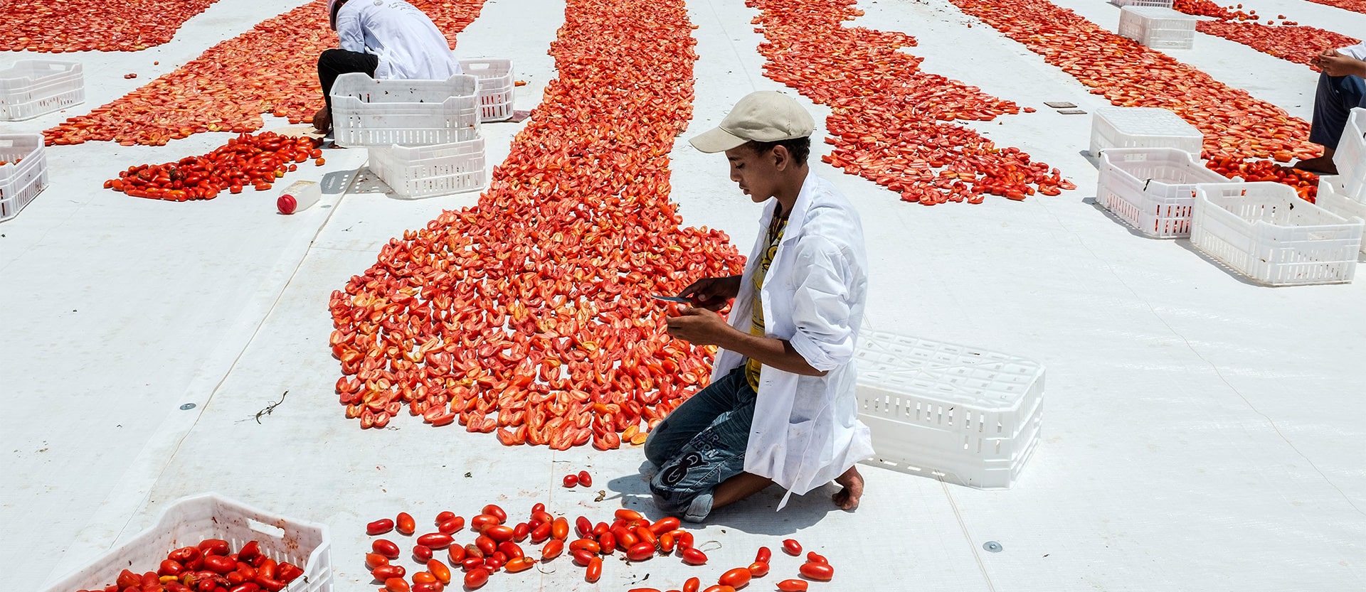 Photo for the report Youth in Agrifood systems