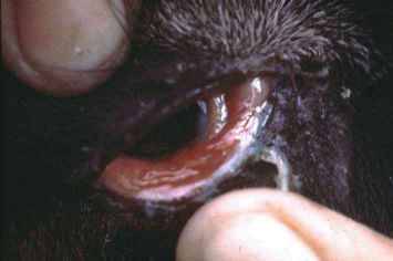 PPR in a goat: inflamed (reddened) eye membranes 