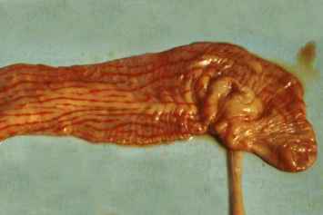 PPR in a goat: "zebra striping" in the large intestine 