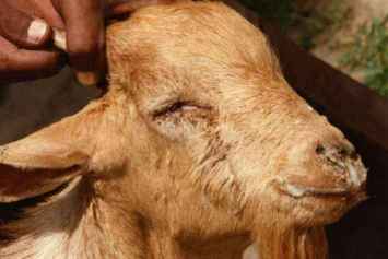 PPR in a goat: purulent eye and nose discharges 