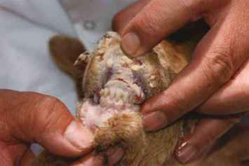 PPR in a goat: later mouth lesions 