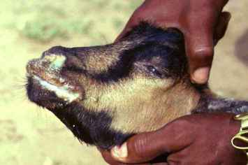 PPR in a goat: swollen, eroded lips 
