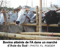 Bovins atteints de FA dans un march� d�Asie du Sud