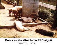 Porcs morts atteints de PPC aigu�