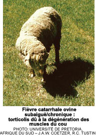 Fi�vre catarrhale ovine subaigu�/chronique : torticolis d� � la d�g�n�ration des muscles du cou
