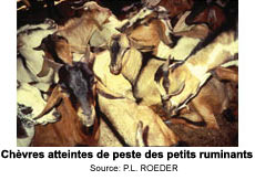 Ch�vres atteintes de peste des petits ruminants