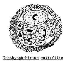 Figure 53