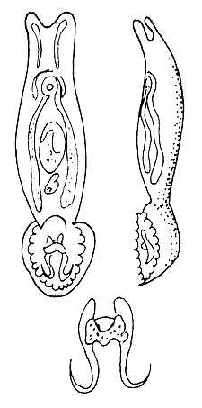 Figure 54