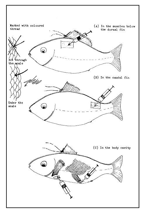 Figure 20