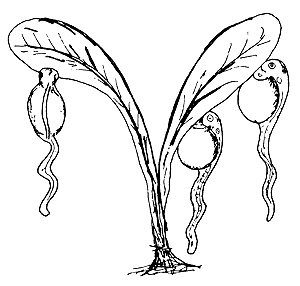 Figure 44