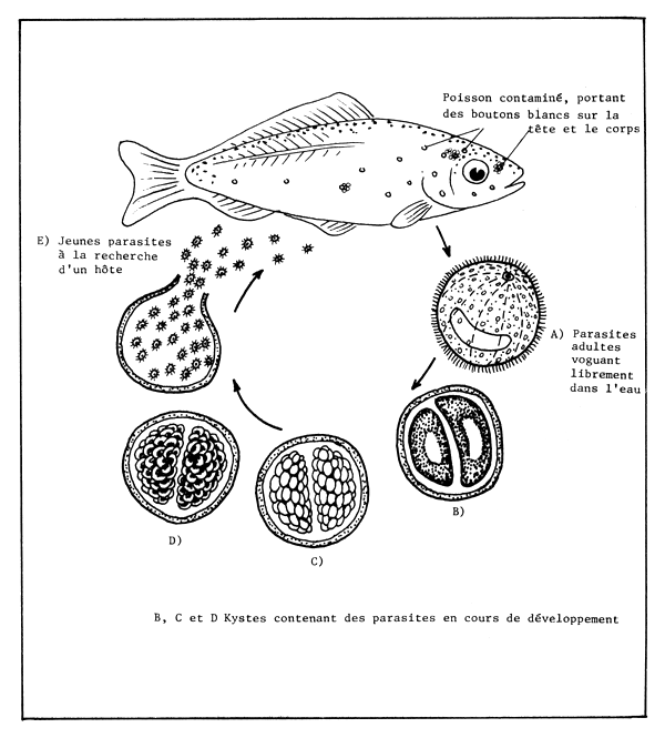 Figure 52