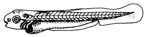 Figura 28