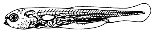 Figura 28