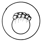 Figura 27